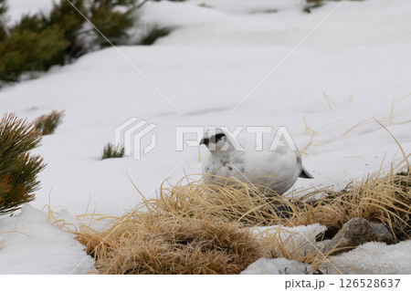 立山の雷鳥 富山 立山の雷鳥 富山 126528637