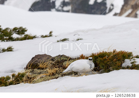 立山の雷鳥 富山 立山の雷鳥 富山 126528638