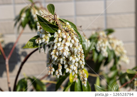 アセビの花 126528794