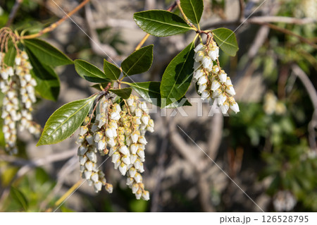 アセビの花 アセビの花 126528795