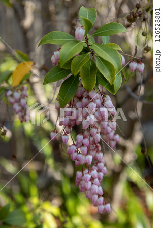 アセビの花 126528801