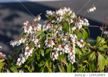 アセビの花 126528803