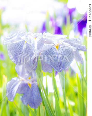 花菖蒲園に紫色のショウブの花が咲いています 126528824