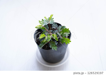 オジギソウの苗 126529197