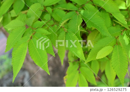 ケヤキ（ニレ科ケヤキ属）の新緑 126529275