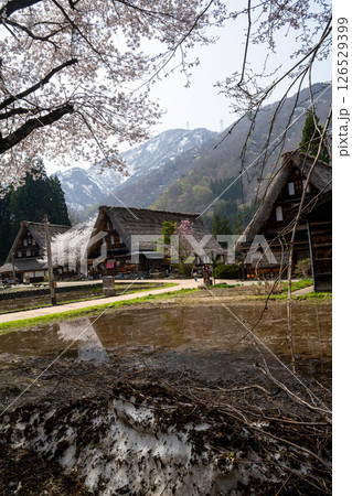 春の訪れ　五箇山　世界遺産 126529399