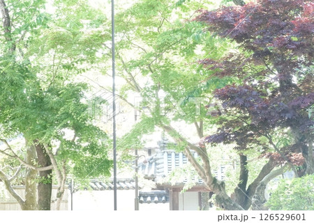 奈良の新薬師寺境内の風景 奈良の新薬師寺境内の風景 126529601