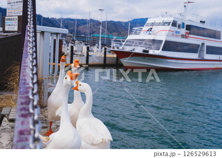 [なぎさ公園]美しい鳥 126529613