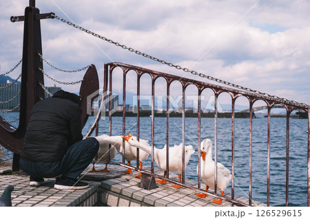 [なぎさ公園]美しい鳥 126529615