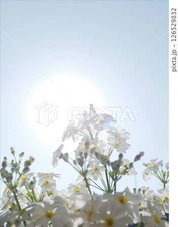 サクラソウ サクラソウ 126529832