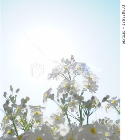 サクラソウ 126529833