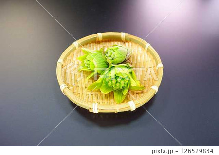 フキノトウ　ふきのとう　蕗の薹 126529834