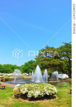 満開のつつじ　ツツジ　白つつじ公園　松ヶ池公園　長井市 126529835