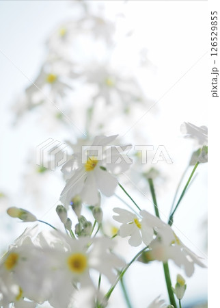 サクラソウ 126529855