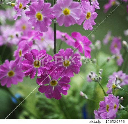 サクラソウ サクラソウ 126529856