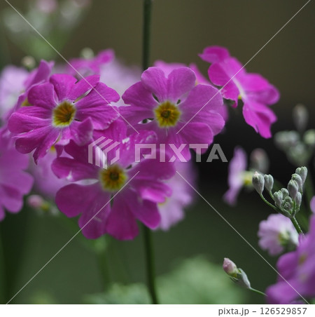 サクラソウ 126529857