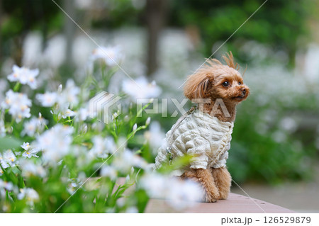 可愛いトイプードル 126529879