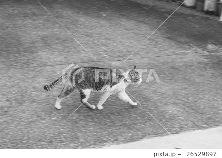 [満月寺浮御堂]のんびりと暮らす猫 126529897