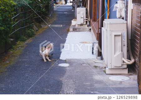 [満月寺浮御堂]のんびりと暮らす猫 126529898
