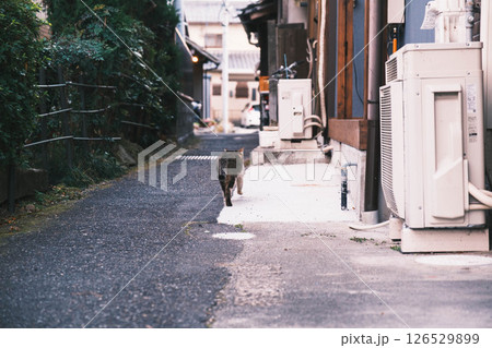 [満月寺浮御堂]のんびりと暮らす猫 126529899