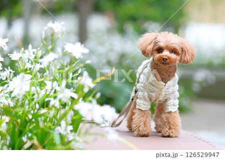 可愛いトイプードル 可愛いトイプードル 126529947