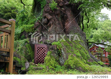 日本一の巨樹「蒲生のクス」　内部に繋がる扉 126529993