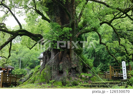 日本一の巨樹「蒲生のクス」 雨の日 しとやかな魅力 日本一の巨樹「蒲生のクス」 雨の日 しとやかな魅力 126530070
