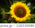 ひまわり　アップ 126530086