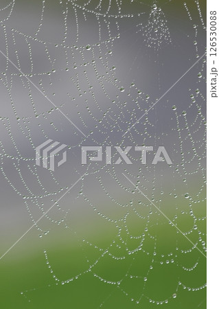蜘蛛の巣についた露 126530088