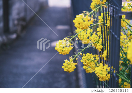 [満月寺浮御堂]黄色い野花 126530113