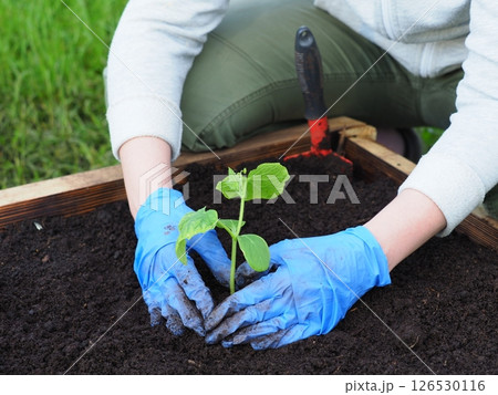 Planting cucumber with fingers heart shape 126530116
