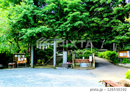 【神奈川】初夏の鎌倉　紫陽花が咲く葛原岡神社 126530192