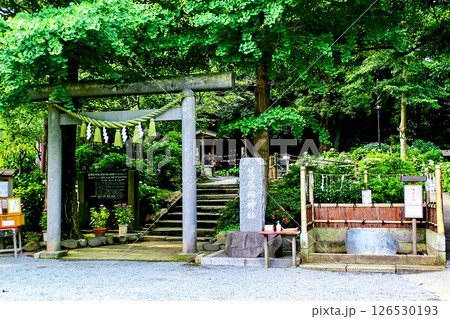 【神奈川】初夏の鎌倉 紫陽花が咲く葛原岡神社 【神奈川】初夏の鎌倉 紫陽花が咲く葛原岡神社 126530193