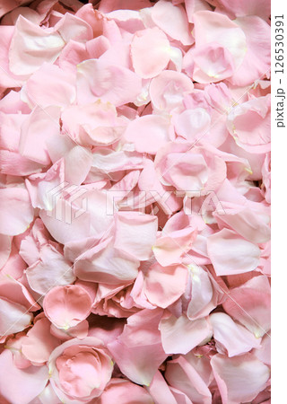 Natural background of rose petals Natural background of rose petals 126530391