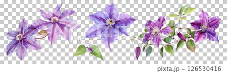 Set of flower, Clematis in watercolor style isolated on a transparent background. 126530416