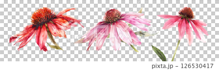 Set of flower, Coneflower, Echinacea, in watercolor style isolated on a transparent background. 126530417