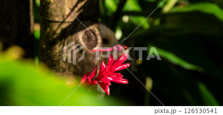 A Close Up Macro Shot of a Red Dragonfly Sitting on a Red Flower in the Costa Rican Rainforest A Close Up Macro Shot of a Red Dragonfly Sitting on a Red Flower in the Costa Rican Rainforest 126530541