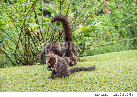 Close up Shot of Two Coatis at Play on the Ground in Costa Rica 126530543