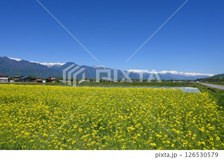 信州安曇野 残雪の北アルプスと菜の花畑 126530579