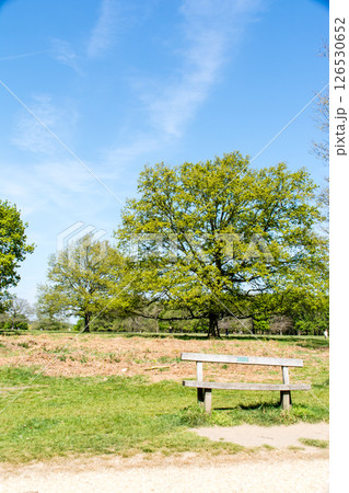 明るい日差しの下の木々と芝生に囲まれた木製の少し古びたベンチ　ロンドン郊外のリッチモンド・パークにて 126530652