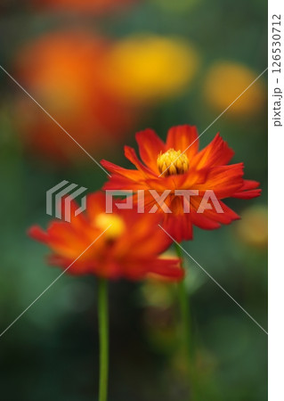 二輪の花 126530712