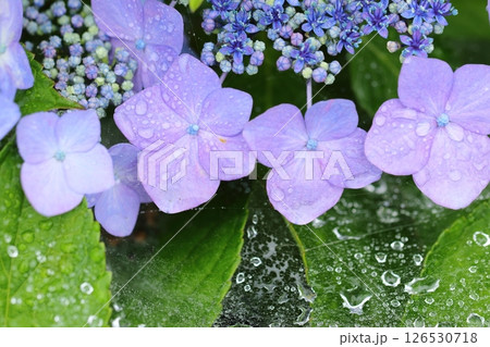 雨に濡れた紫陽花、蜘蛛の巣の水滴 126530718