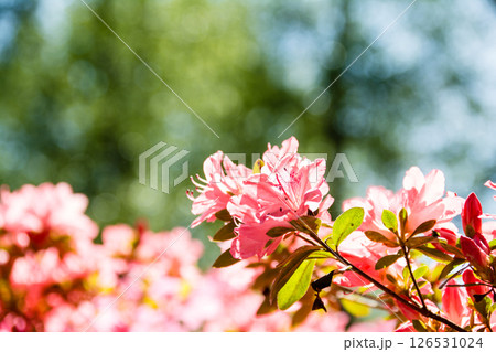 明るい春の日差しの下の満開の赤色のつつじ　ロンドン郊外のリッチモンド・パークにて 126531024