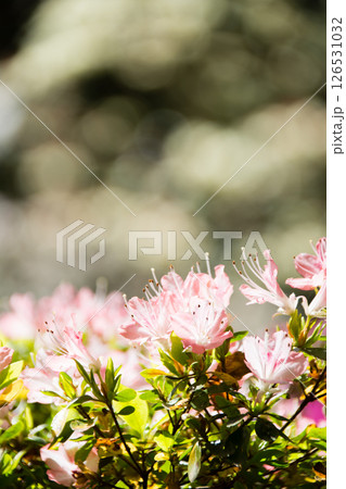 明るい春の日差しの下の満開のピンク色のつつじ　ロンドン郊外のリッチモンド・パークにて 126531032