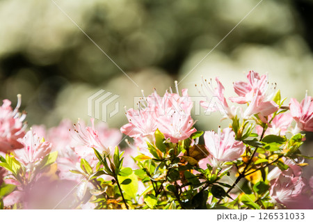 明るい春の日差しの下の満開のピンク色のつつじ　ロンドン郊外のリッチモンド・パークにて 126531033