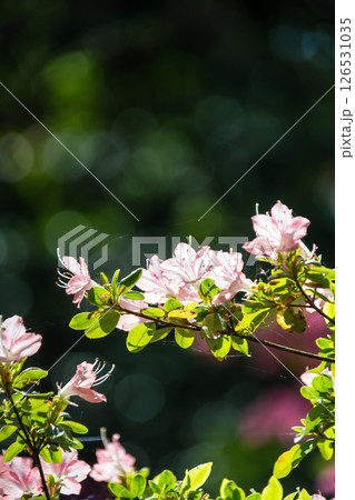 明るい春の日差しの下の満開のピンク色のつつじ　ロンドン郊外のリッチモンド・パークにて 126531035