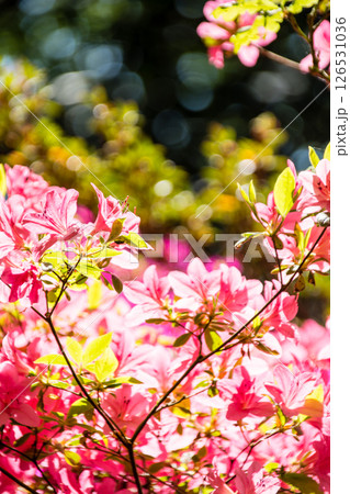 明るい春の日差しの下の満開の赤色のつつじ ロンドン郊外のリッチモンド・パークにて 明るい春の日差しの下の満開の赤色のつつじ ロンドン郊外のリッチモンド・パークにて 126531036