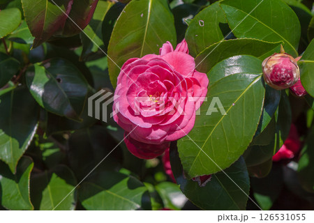 ベニオトメツバキの赤い花 ベニオトメツバキの赤い花 126531055