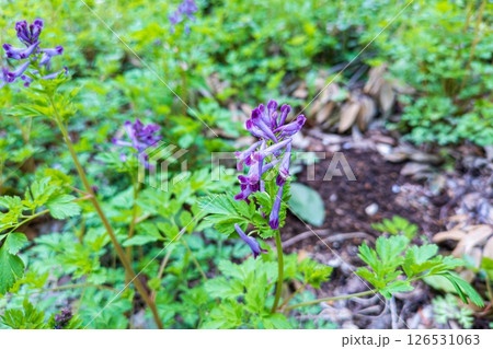 ムラサキケマンの青紫色の花 ムラサキケマンの青紫色の花 126531063