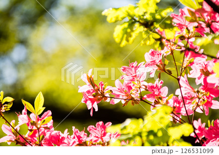 明るい春の日差しの下の満開の赤色のつつじ　ロンドン郊外のリッチモンド・パークにて 126531099